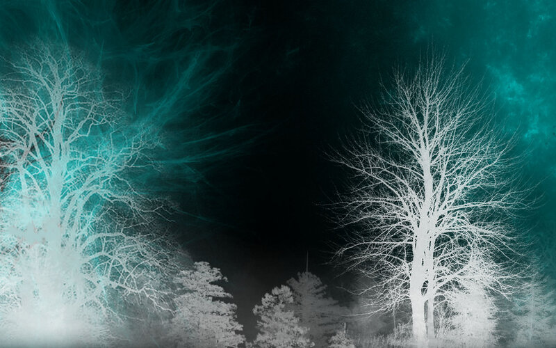 Bare Trees in Forest — White