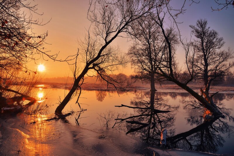 Bare Trees in Frozen Lake