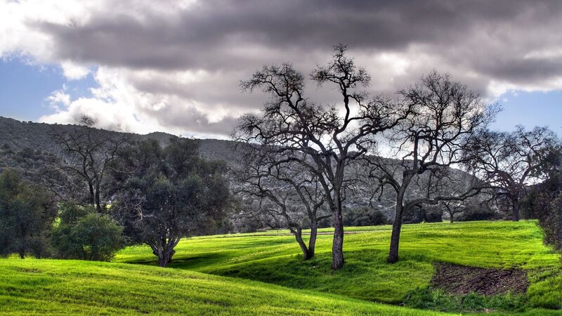 Bare Trees in Green Field