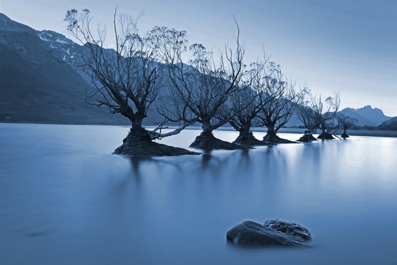 Bare Trees in Lake