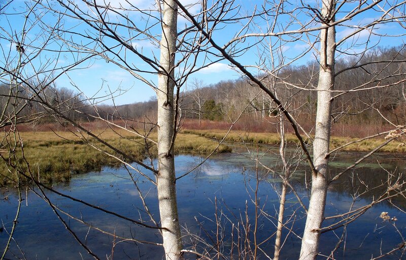 Bare Trees in Marsh
