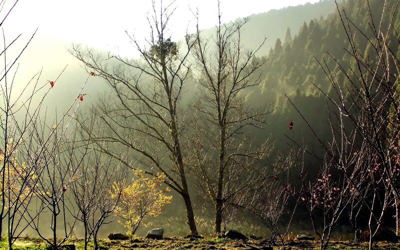 Bare Trees in Misty Forest — Green