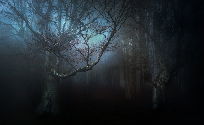 Bare Trees in Misty Forest