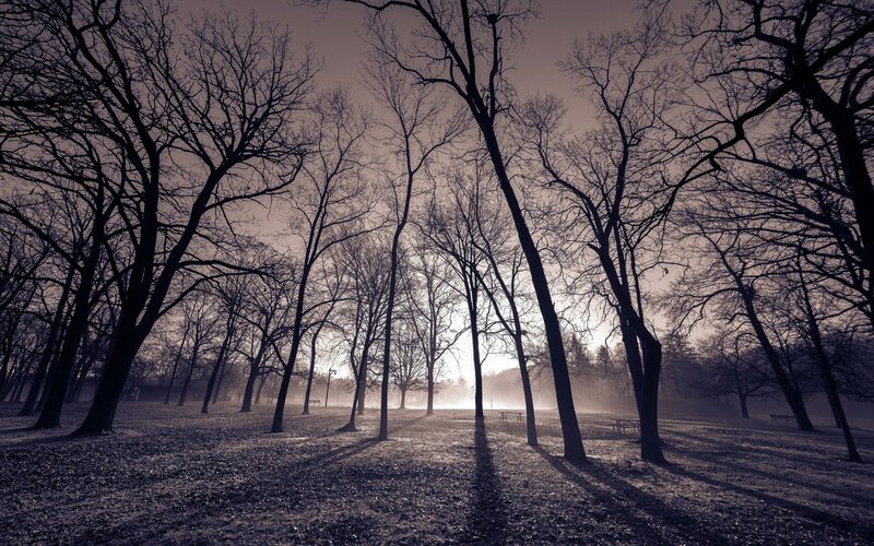 Bare Trees in Park — Gray, Serene