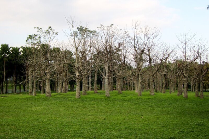 Bare Trees in Park — Green