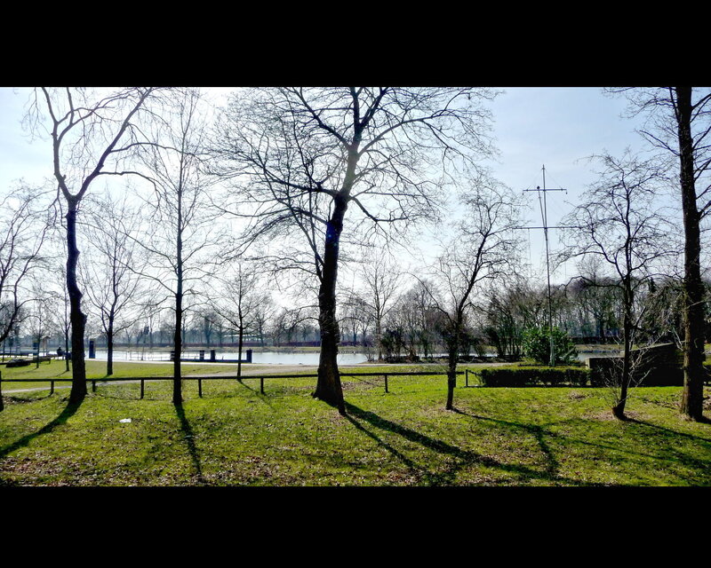 Bare Trees in Park