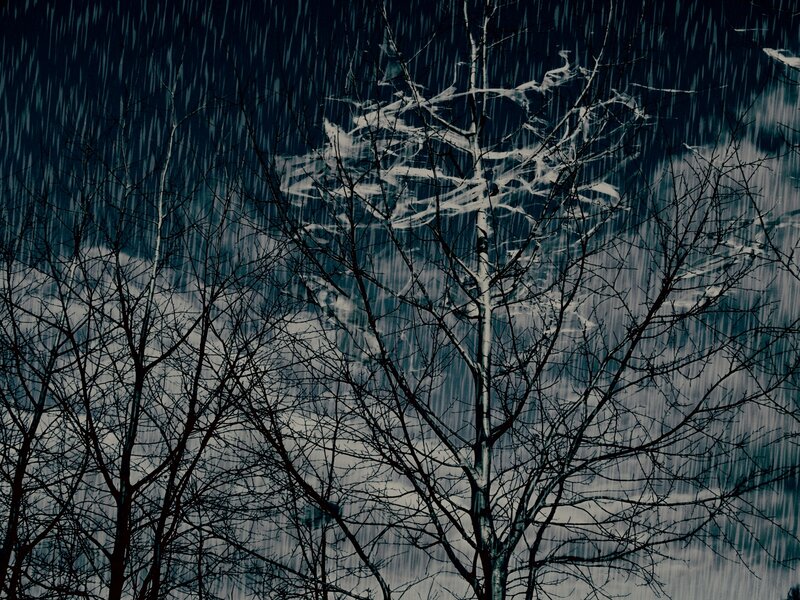 Bare Trees in Rainstorm