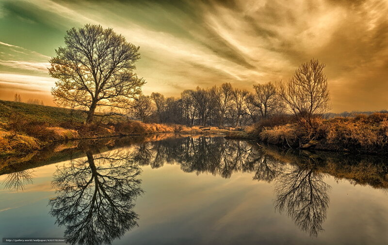 Bare Trees in River