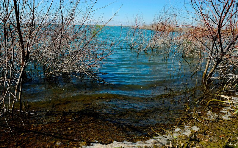 Bare trees in shallow water