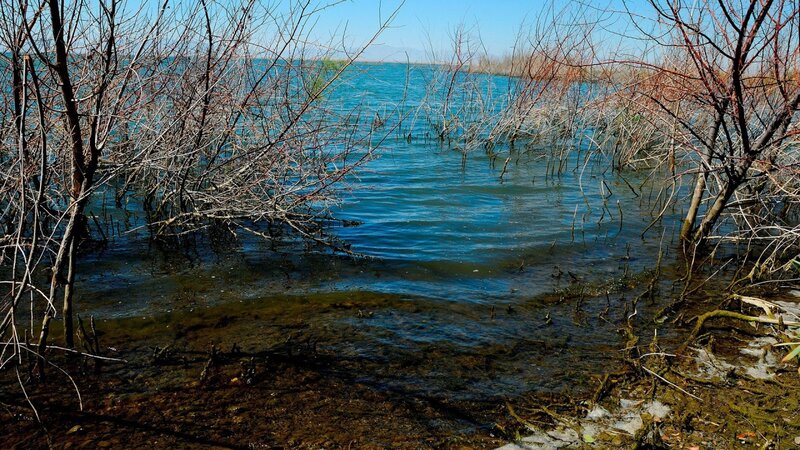 Bare Trees in Shallow Water — Blue