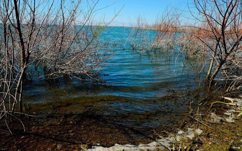 Bare trees in shallow water