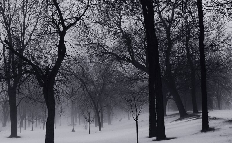 Bare Trees in Snow — Black, Dreary