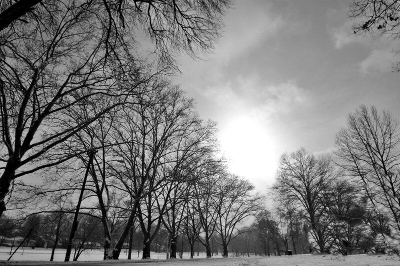 Bare Trees in Snow — Black, Serene
