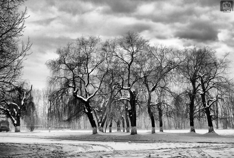 Bare Trees in Snow — Black