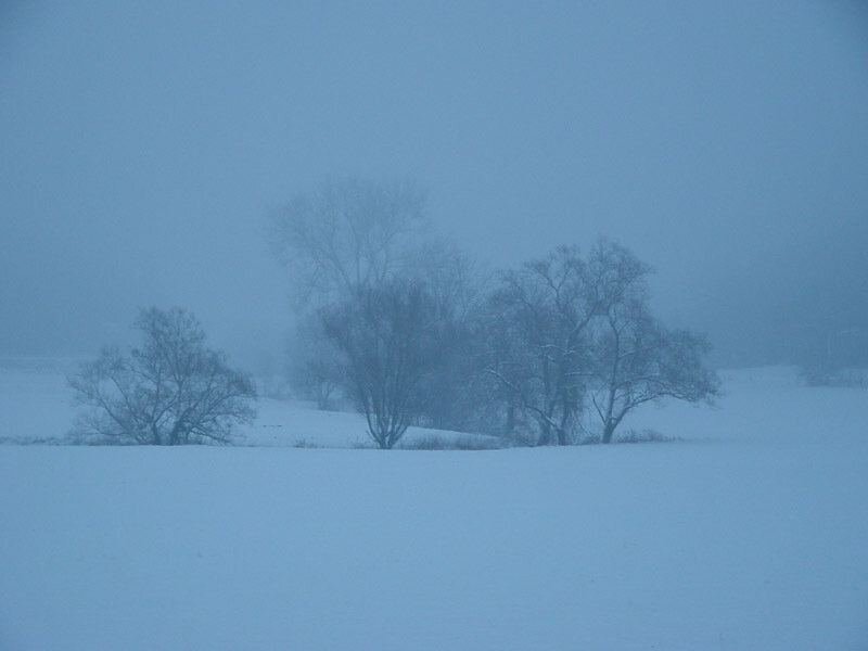 Bare Trees in Snow — Blue, Cold, Foggy