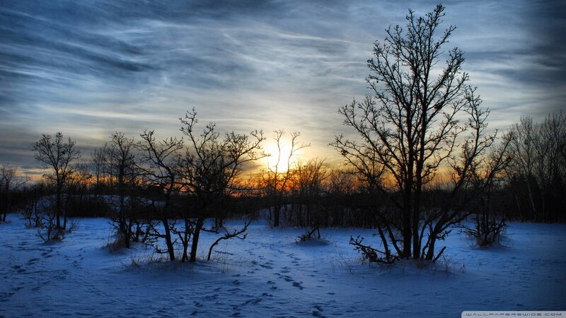Bare Trees in Snow — Blue, Dramatic, Sunset, Photograph