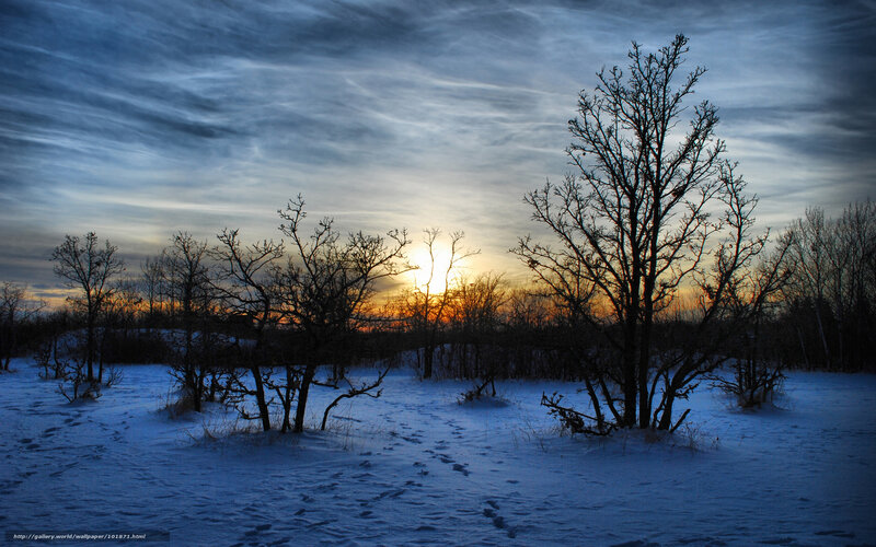 Bare Trees in Snow — Blue, Dramatic, Sunset