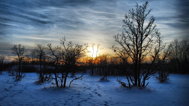 Bare Trees in Snow — Blue, Dramatic