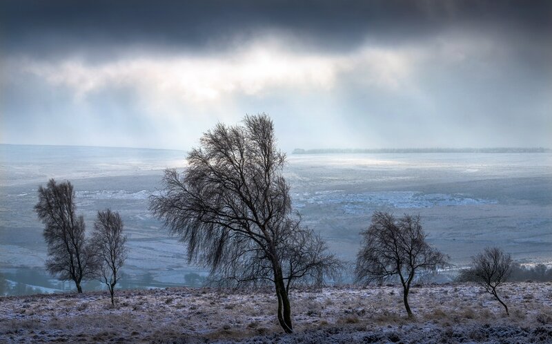 Bare Trees in Snow — Blue, Dramatic, Winter, Photograph, Clouds