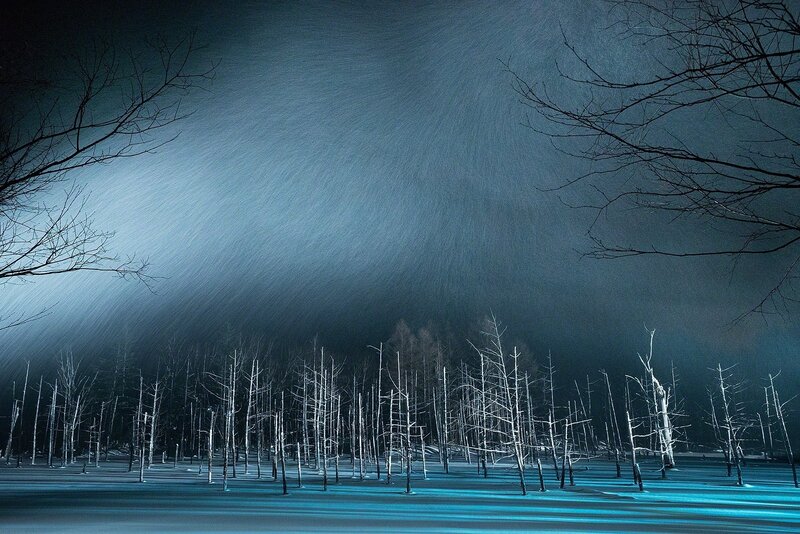 Bare Trees in Snow — Blue, Dramatic, Winter, Photograph, Night Sky
