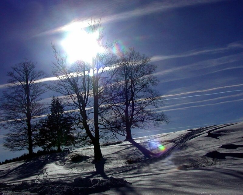 Bare Trees in Snow — Blue, Dramatic, Winter, Photograph, Sun