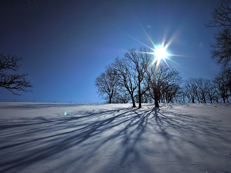 Bare Trees in Snow — Blue, Dramatic, Winter