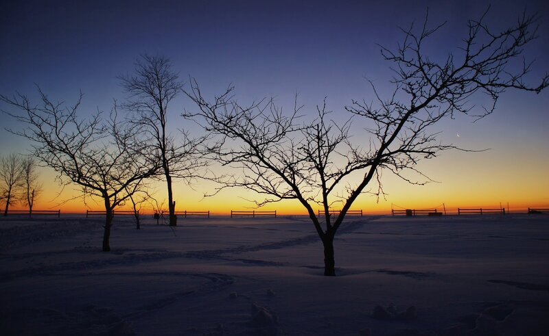 Bare Trees in Snow — Blue, Serene, Sunset, Photograph