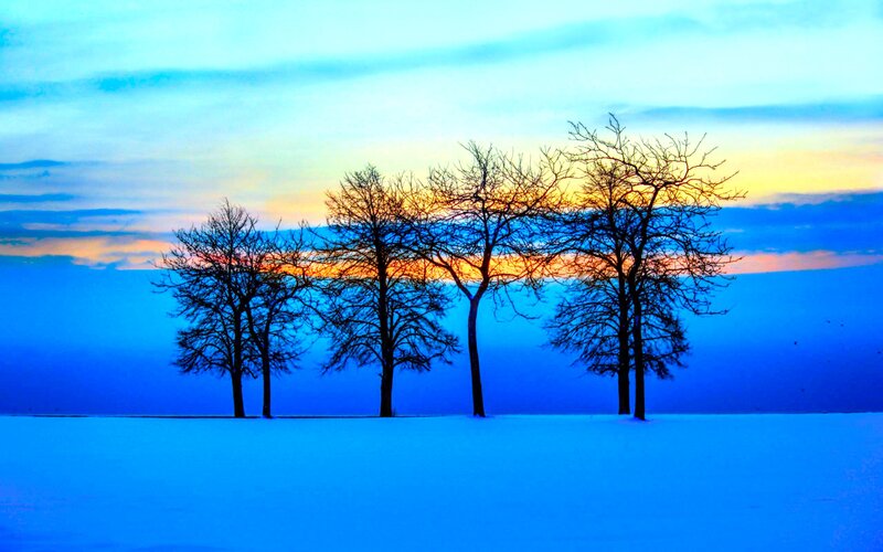 Bare Trees in Snow — Blue, Serene, Sunset