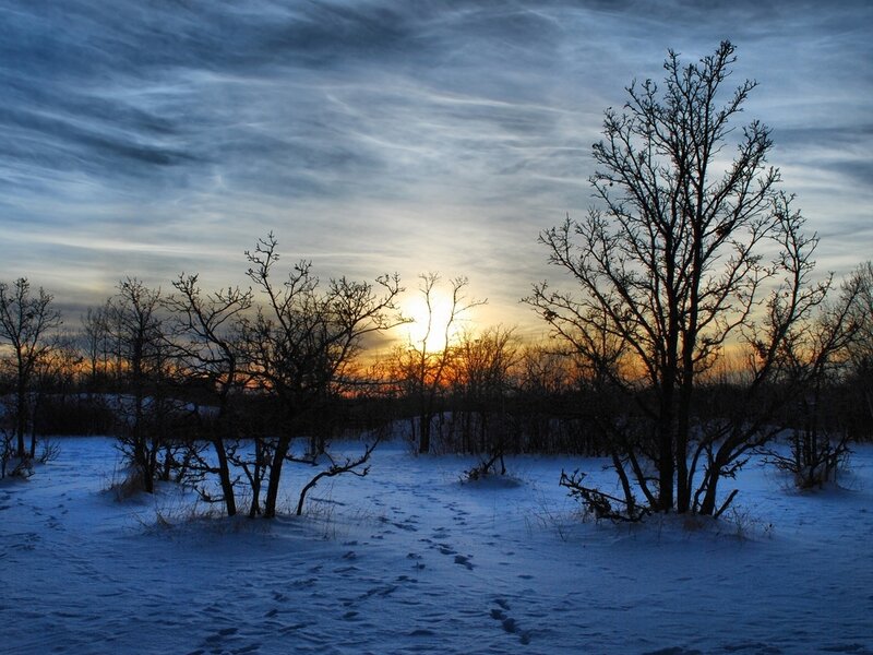Bare Trees in Snow — Blue, Serene