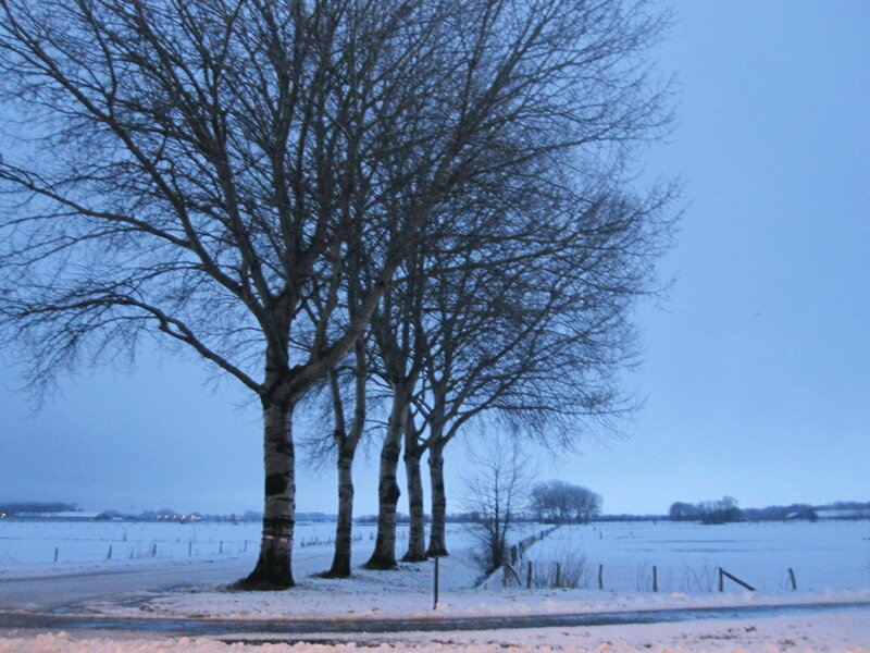 Bare Trees in Snow — Blue, Serene, Winter, Photograph, Field