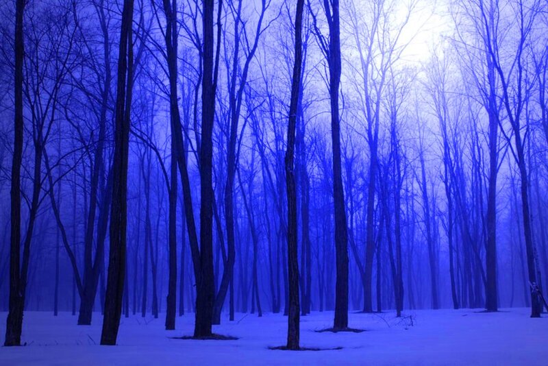 Bare Trees in Snow — Blue, Serene, Winter, Photograph, Forest