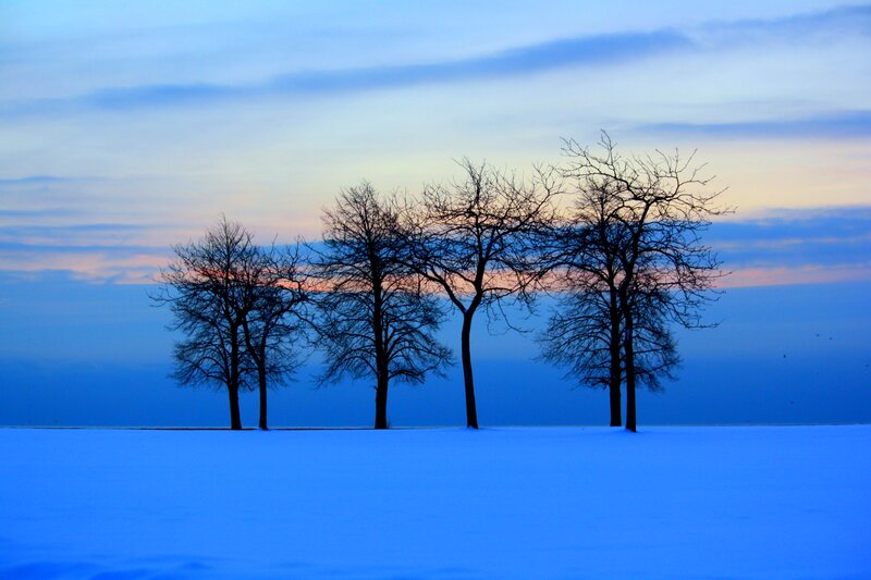 Bare Trees in Snow — Blue, Serene, Winter, Photograph, Sky, Clouds