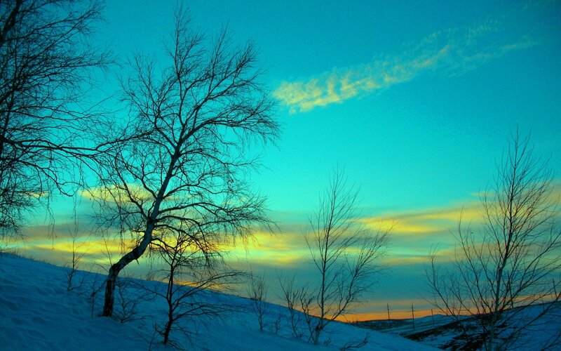 Bare Trees in Snow — Blue, Serene, Winter, Photograph, Sky, Clouds, Yellow