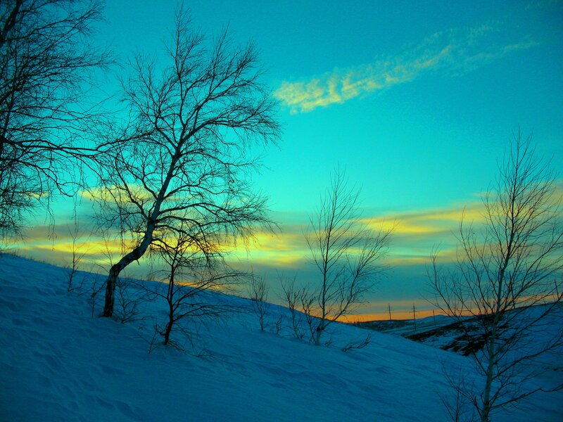Bare Trees in Snow — Blue, Serene, Winter, Photograph, Sky