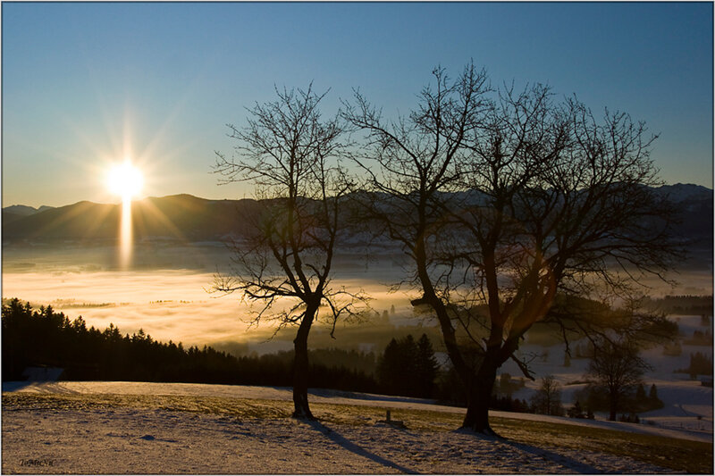 Bare Trees in Snow — Blue, Serene, Winter, Photograph, Sun