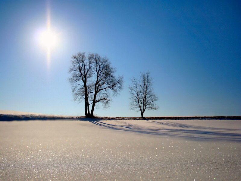 Bare Trees in Snow — Blue, Serene, Winter, Photograph