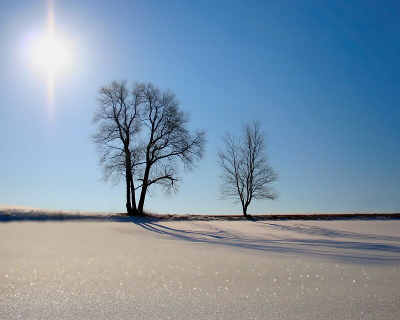 Bare Trees in Snow — Blue, Serene, Winter