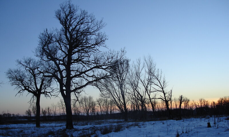 Bare Trees in Snow — Blue