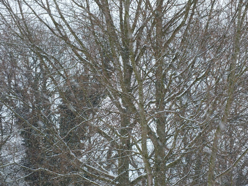 Bare Trees in Snow — Brown