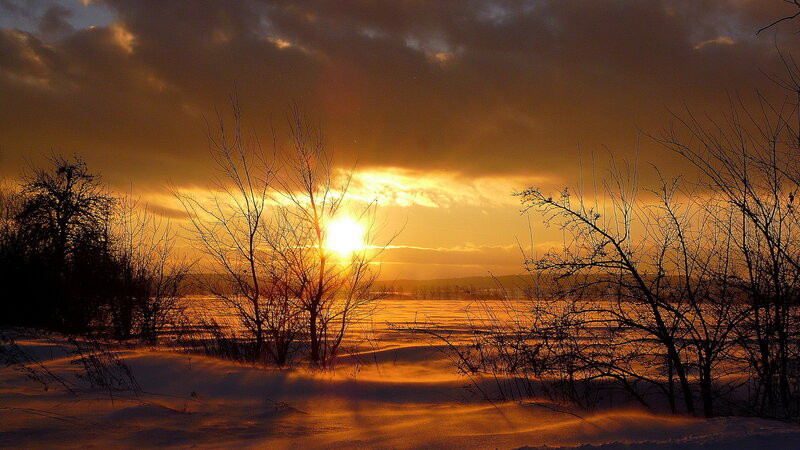 Bare Trees in Snow — Orange, Dramatic