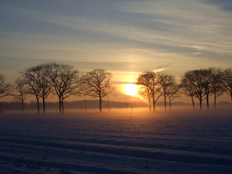 Bare Trees in Snow — Orange, Serene