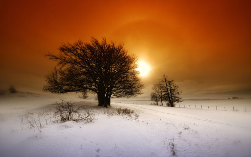Bare Trees in Snow — Orange