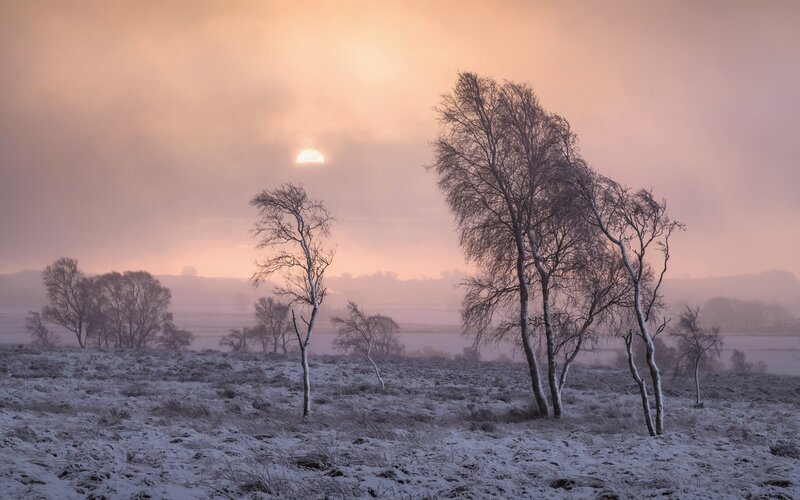 Bare Trees in Snow — Pink