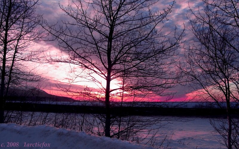 Bare Trees in Snow — Purple