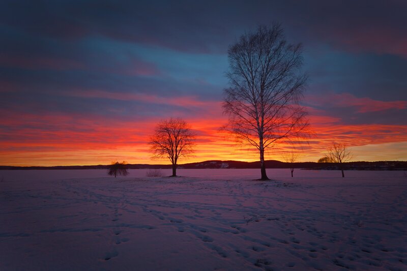 Bare Trees in Snow — Red