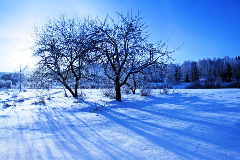 Bare Trees in Snow
