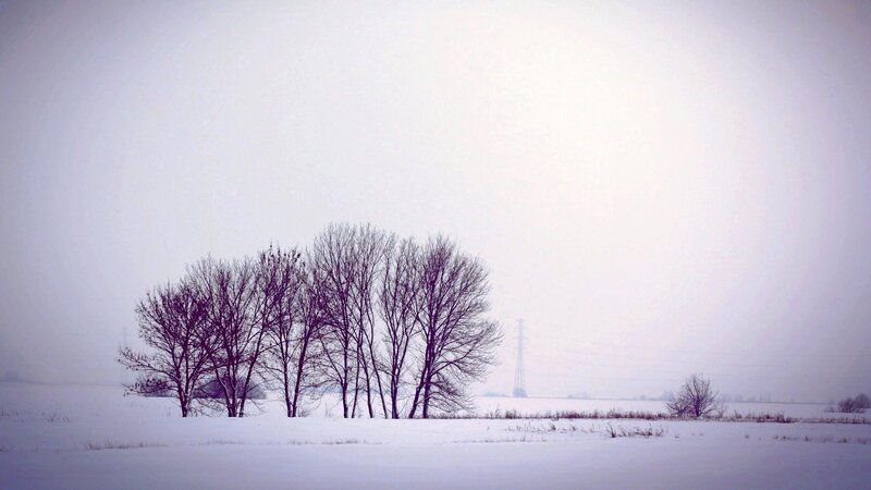 Bare Trees in Snow — White, Cold, Winter