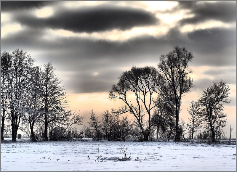 Bare Trees in Snow — White, Dramatic