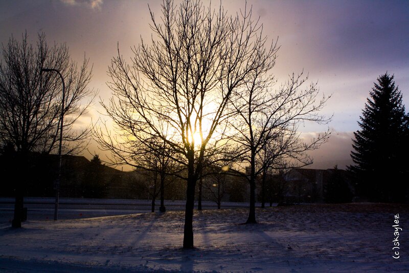 Bare Trees in Snow — White, Dramatic, Winter, Photograph