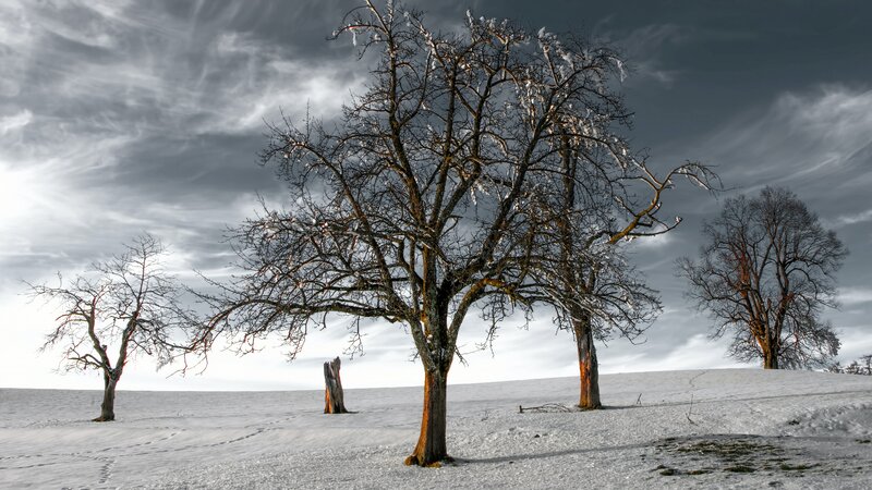 Bare Trees in Snow — White, Dramatic, Winter